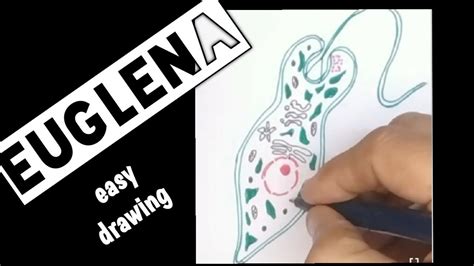 How to draw euglena easily - YouTube