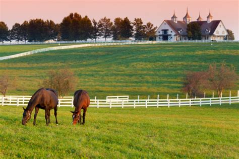 Horses On The Farm Stock Photo Download Image Now Istock