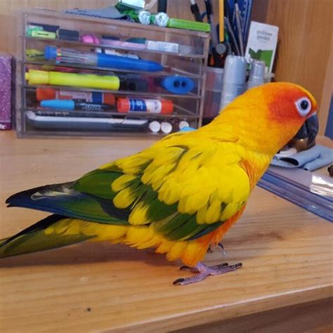 Buy Sun Conure Parrots Janis Birds Aviary