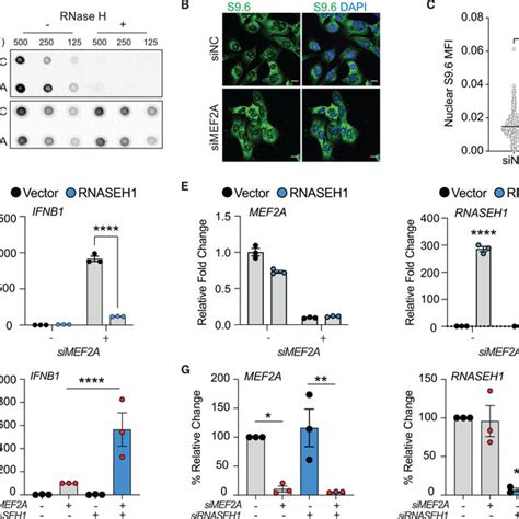 Mef2a Depletion Promotes R Loop Accumulation A Rna Dna Hybrid Download Scientific Diagram