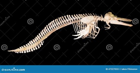 Skeleton Of Dolphin Royalty-Free Stock Photography | CartoonDealer.com ...