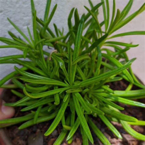 Senecio Archeri Himalaya Senecio Himalaya Uploaded By Davidy