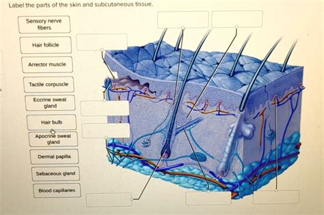 Solved Texts Help Please Label The Parts Of The Skin And Subcutaneous