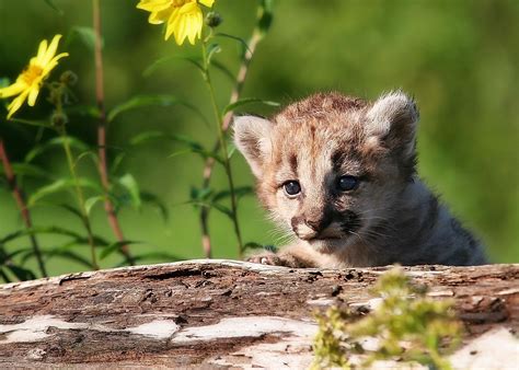 The Wild Cats of North America - WorldAtlas