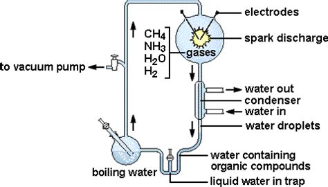 Miller Urey Experiment: Hypothesis, Steps, Conclusions, and Limitations