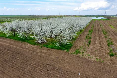 Cereja De Floresc Ncia Do Avium Do Prunus Flores Da Cereja Em Uma