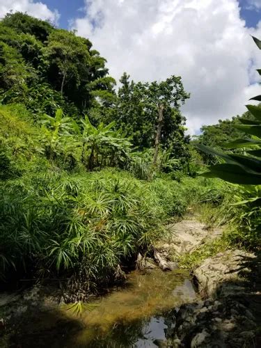 Best Hikes and Trails in Tobago | AllTrails