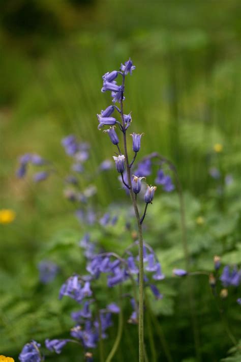 Bluebells – Kate Davies Designs