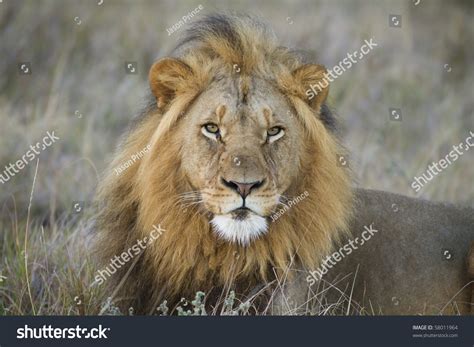 Black Maned Lion Stock Photo 58011964 Shutterstock