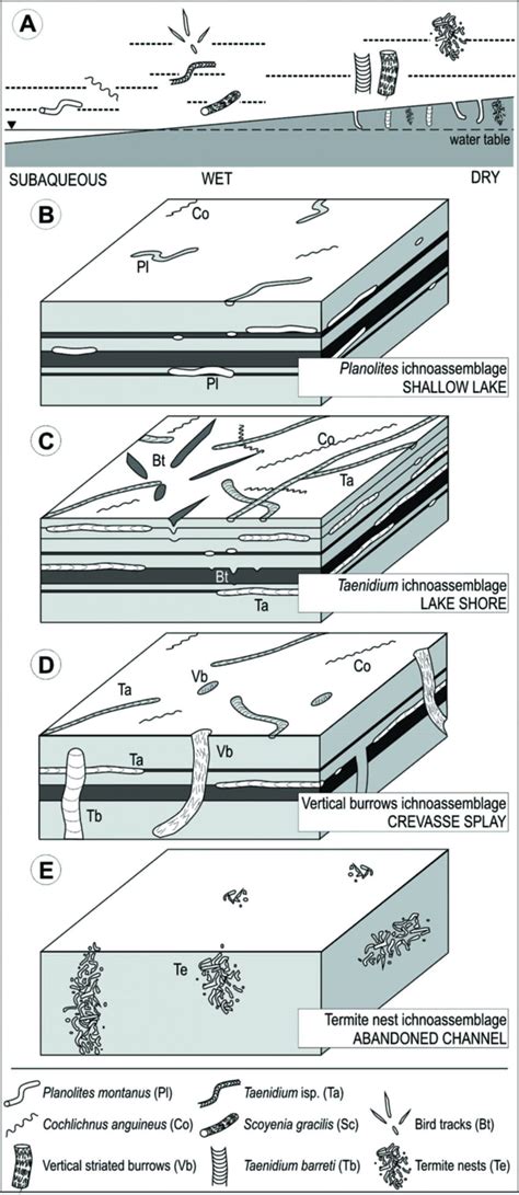 Trace fossil assemblages. A. Distribution of most common trace fossils... | Download Scientific ...