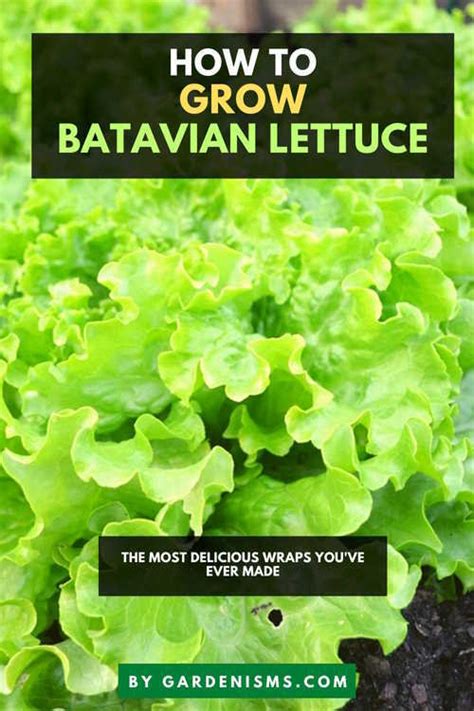 How to Grow Batavian Lettuce (Everything You Need to Know) - Gardenisms