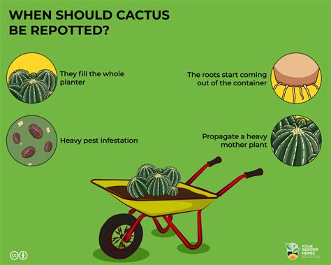Should Cactus Be Repotted Why And When Your Indoor Herbs And Garden