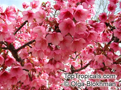 Prunus campanulata, Taiwan Cherry, Formosan Cherry