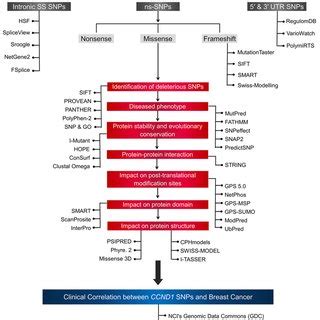 The Flow Chart Of In Silico Analysis Steps Taken To Predict The Impact