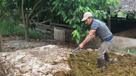 Apa Kandungan Dan Manfaat Kimia Organik Pupuk Kandang Seputargk Id