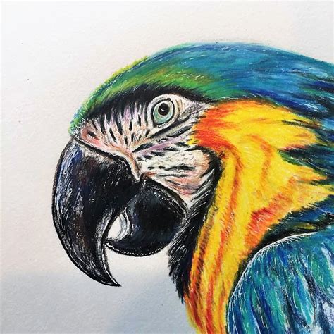 This Item Is Unavailable Etsy Bird Drawings Macaw Art Bird Art