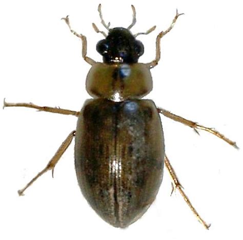 Hydrophilidae Berosus Bugguidenet