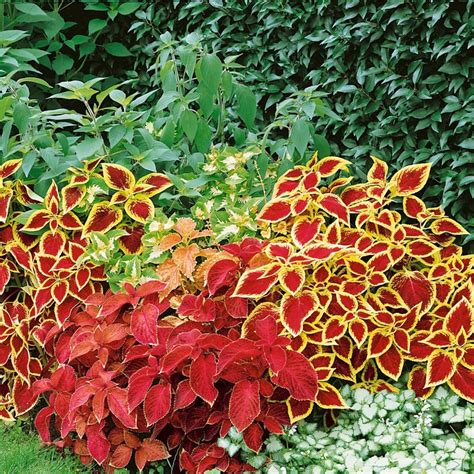 Coleus Seeds Wizard Flower Seed Mix Shade Garden Plants 400 Seeds Etsy