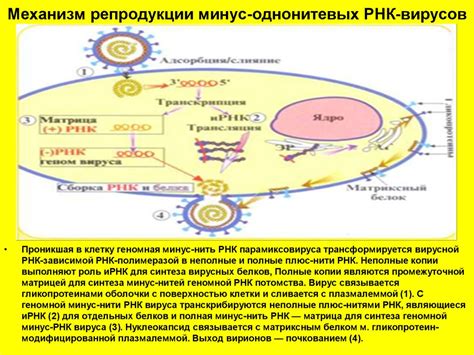Репродукция вирусов - презентация онлайн