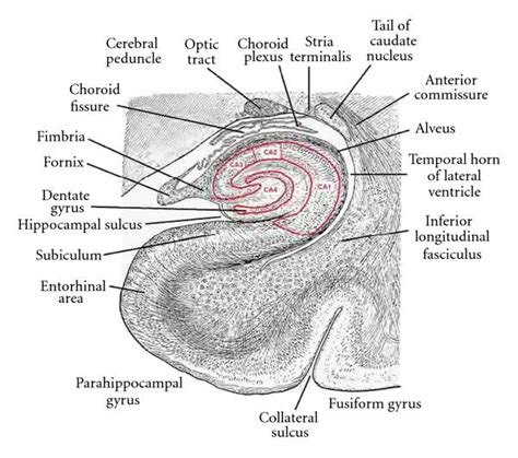 A transverse section through the body of the hippocampus and dentate ...