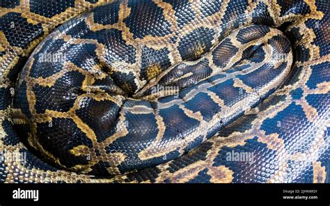 Reticulated Python Is A Species Native To Southeast Asia It Is The