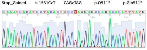 Ijms Free Full Text Identification Of C 1531c T Pathogenic Variant In The Cdh1 Gene As A