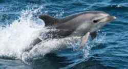 Mississippi State Animal: Bottlenose Dolphin (Tursiops truncatus)