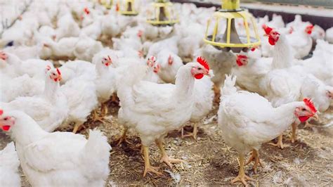 Best Broiler Chicken Farming Guide 2025