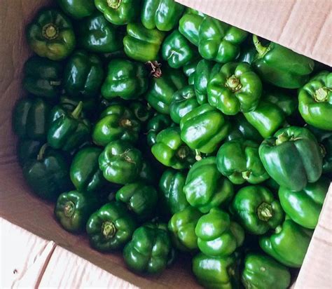Capsicum Packaging Size 20 Kg At ₹ 60kg In Bengaluru Id 2854798804091