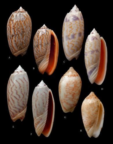 New Species And Subspecies Of Olive Shells Recently Describe Thelsica