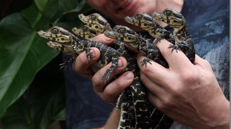 Crocodile Zoo - Small Danish Hotels