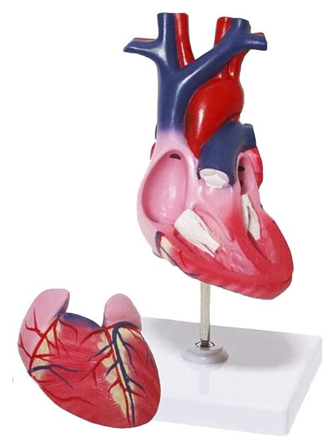 Anatomical Model Anatomy Heart Model Life Size Human Heart Model