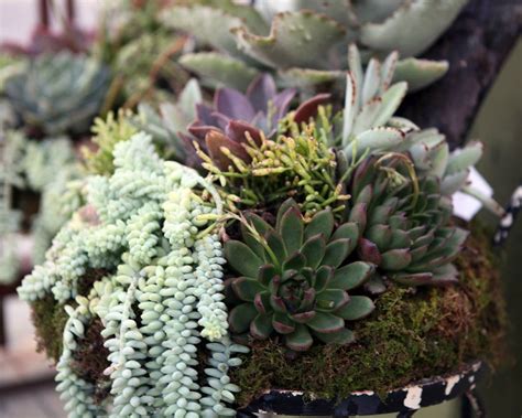Композиции из суккулентов | Succulents, Beautiful flowers, Plants