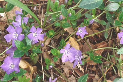 Vinca Minor Lesser Periwinkle Go Botany