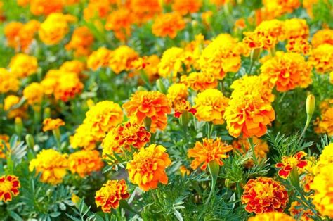 15 Amazing Uses And Benefits Of Marigold Flowers Petal Republic