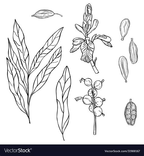 Cardamom Plant Hand Drawn Sketch Royalty Free Vector Image