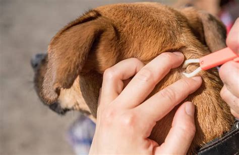 C Mo Prevenir Y Eliminar Las Garrapatas En Las Mascotas