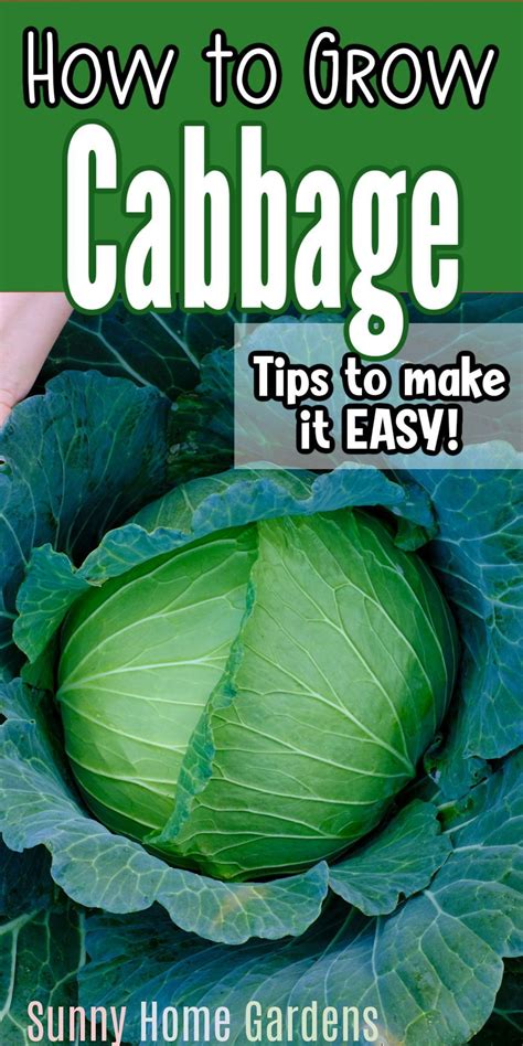 How To Grow Cabbage Artofit