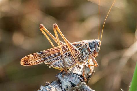 Locusts produce an odour to try to put other locusts off eating them | New Scientist