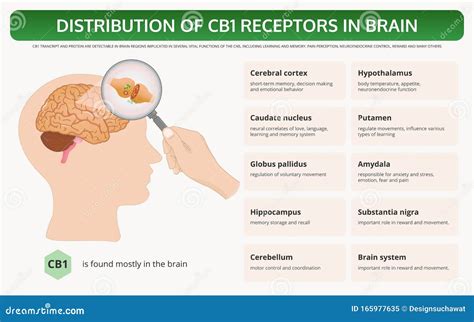 Brain Receptors Word Cloud. Stock Image | CartoonDealer.com #126874495