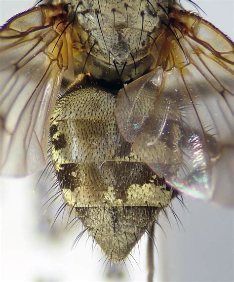 Helina Annosa Female Abdomen Rotmoostal Austria Flickr