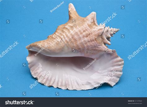 conch shell  vibrant blue background stock photo  shutterstock