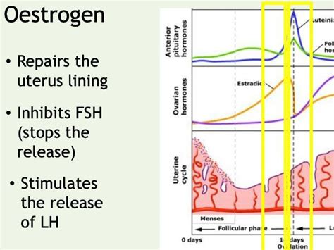 Gcse Edexcel Menstrual Cycle Lessons X2 Teaching Resources