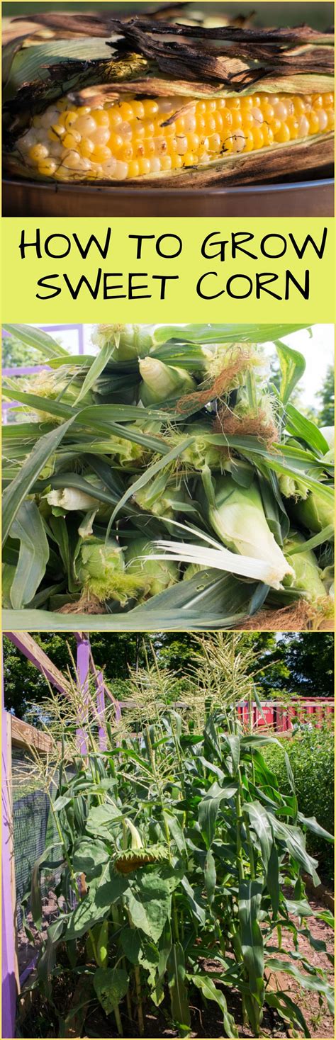 Tips On Growing Sweet Corn Brooklyn Farm Girl