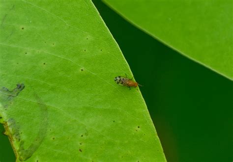 Homoneura from Brisbane QLD, Australia on February 4, 2024 at 09:46 AM ...