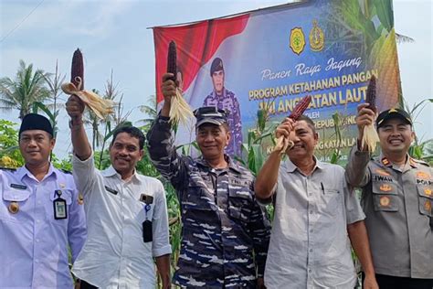 Lanal Banten Dan Petani Cilegon Sulap Lahan Tidur Jadi Kebun Jagung