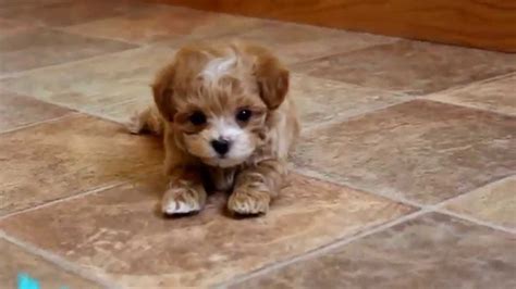 Brown Maltipoo Puppies