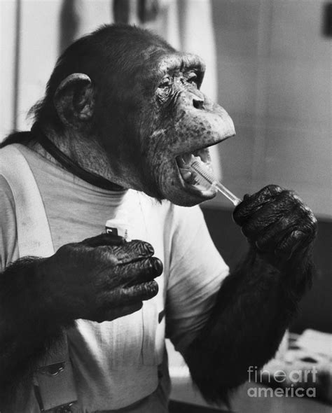 Chimpanzee Brushing His Teeth Photograph by Bettmann - Pixels