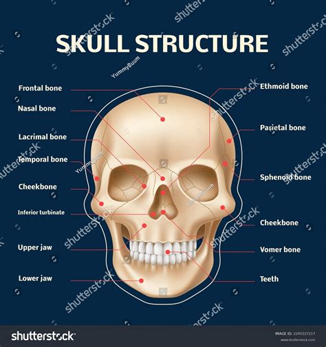 Human Skull Anatomy Realistic Head Face เวกเตอร์สต็อก ปลอดค่า