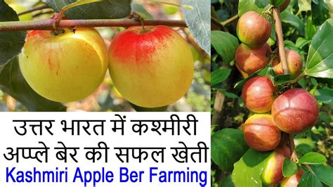 काश्मीरी अप्पले बेर की खेती Kashmiri Apple Ber Farming Kashmiri